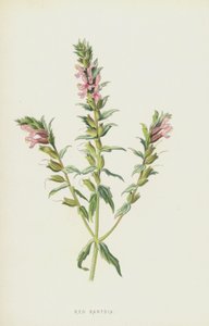 Červená Bartsia (chromolitho) od Frederick Edward Hulme