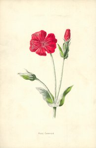 Rose Campion od Frederick Edward Hulme