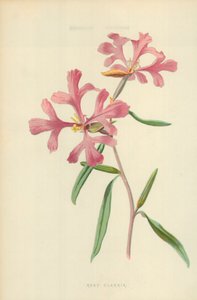 Rosy Clarkia od Frederick Edward Hulme