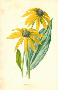 Rudbeckia od Frederick Edward Hulme