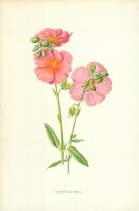 Ruddy Rock Rose od Frederick Edward Hulme