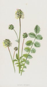 Salad-Burnet (chromolitho) od Frederick Edward Hulme