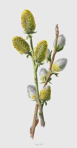 Sallow (chromolit) od Frederick Edward Hulme