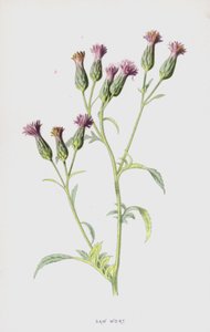 Saw Wort (chromolitho) od Frederick Edward Hulme