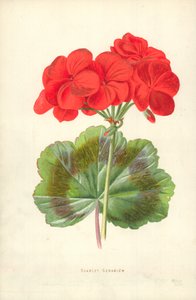 Scarlet Geranium od Frederick Edward Hulme