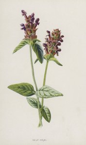 Self-Heal (chromolitho) od Frederick Edward Hulme