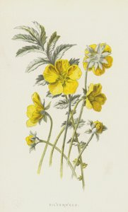 Silverweed (chromolitho) od Frederick Edward Hulme