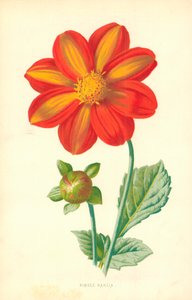 Svobodná Dahlia od Frederick Edward Hulme