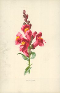 Hledík od Frederick Edward Hulme