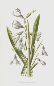 Sněženka a sněhová vločka (chromolitho) od Frederick Edward Hulme