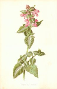 Kopřiva skvrnitá od Frederick Edward Hulme