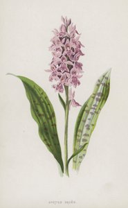 Orchis skvrnitý (chromolitho) od Frederick Edward Hulme