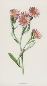 hvězdnice (chromolitho) od Frederick Edward Hulme