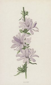 Succory (chromolitho) od Frederick Edward Hulme