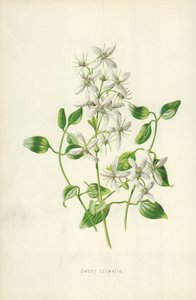 Sladký Clematis od Frederick Edward Hulme