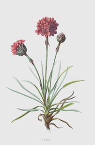 šetrnost (chromolitho) od Frederick Edward Hulme