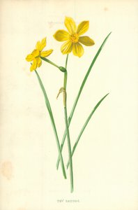 Drobný narcis od Frederick Edward Hulme