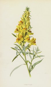 ropucha-len (chromolitho) od Frederick Edward Hulme