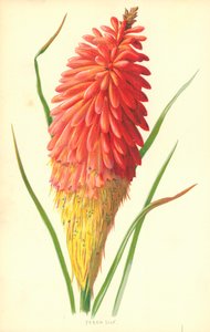 Pochodeň Lily od Frederick Edward Hulme