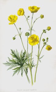 Vzpřímený luční crowfoot (chromolitho) od Frederick Edward Hulme