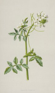 Řeřicha vodní (chromolitho) od Frederick Edward Hulme