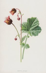 Water Avens (chromolitho) od Frederick Edward Hulme