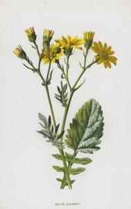 Starček vodní (chromolitho) od Frederick Edward Hulme