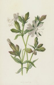 White Campion (chromolitho) od Frederick Edward Hulme