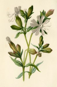 White Campion, 1877. od Frederick Edward Hulme