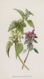 Bílé a červené kopřivy (chromolitho) od Frederick Edward Hulme