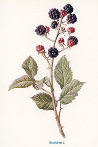 Divoké plody venkova: (barevná litografie) od Frederick Edward Hulme