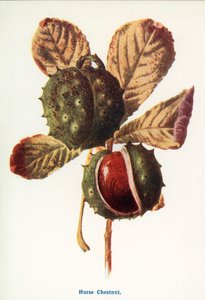  od Frederick Edward Hulme