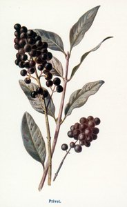 Divoké plody venkova: (barevná litografie) od Frederick Edward Hulme