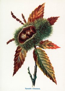 Divoké plody venkova: (barevná litografie) od Frederick Edward Hulme