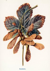 Divoké plody venkova: (barevná litografie) od Frederick Edward Hulme