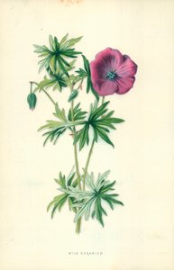 Divoké pelargonie