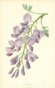 Chomáčkovitý od Frederick Edward Hulme