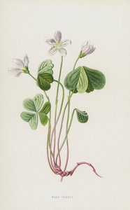 Wood-Sorrel (chromolitho) od Frederick Edward Hulme