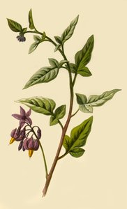 Woody - Nightshade, 1877. od Frederick Edward Hulme