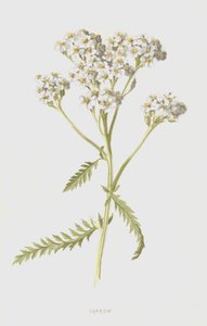 Řebříček (chromolitho) od Frederick Edward Hulme