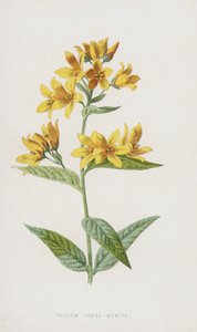 Yellow Loose-Strife (chromolitho) od Frederick Edward Hulme