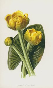 Žlutý leknín (chromolitho) od Frederick Edward Hulme