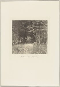 Jedlový les u Leith Hill, Surrey od Frederick H. Evans