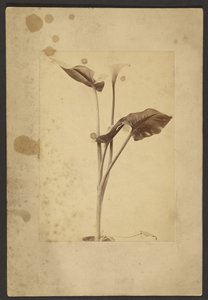 [Calla Lily] od Frederick H. Hollyer
