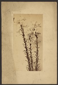 [Den Lily] od Frederick H. Hollyer