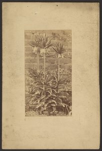 [Rostlina] od Frederick H. Hollyer