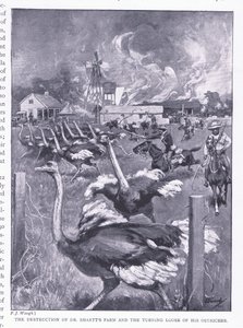 Zničení farmy Dr. Smartse a vypuštění pštrosů z knihy After Pretoria: The Guerilla War vydané nakladatelstvím Harmsworth Bros Limited, 1901 od Frederick Judd Waugh