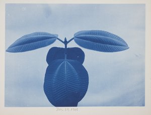 Tibouchina, 28. listopadu