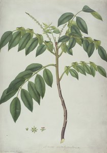 Brucea Antidysenterica, 1777 (wc a bc nad grafitem na pergamenu) od Frederick Polydor Nodder