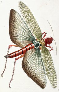 Kobylka egyptská, 1790 od Frederick Polydor Nodder